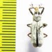 Curculionidae sp.  Indonesia, Halmahera isl. - INSECTS-STORE.RU
