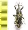 Curculionidae sp.  Indonesia, Halmahera isl. - INSECTS-STORE.RU