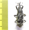 Curculionidae sp.  Indonesia, Halmahera isl. - INSECTS-STORE.RU