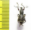 Curculionidae sp.  Indonesia, Halmahera isl. - INSECTS-STORE.RU