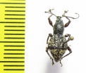 Curculionidae sp.  Indonesia, Halmahera isl. - INSECTS-STORE.RU