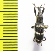Curculionidae sp.  Indonesia, Halmahera isl. - INSECTS-STORE.RU