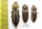 Elateridae sp.  Indonesia, Papua - INSECTS-STORE.RU