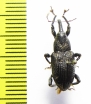 Curculionidae sp.  Indonesia, Halmahera isl. - INSECTS-STORE.RU