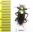 Tenebrionidae sp.  Indonesia, Papua - INSECTS-STORE.RU