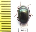 Tenebrionidae sp.  Indonesia, Papua - INSECTS-STORE.RU