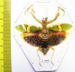 Creobroter urbanus  Malaysia - INSECTS-STORE.RU