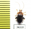 Chrysomelidae sp.  Indonesia, Papua - INSECTS-STORE.RU