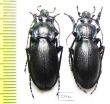 Carabus (Megodontus) germarii  Italy - INSECTS-STORE.RU