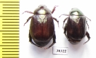 Rutelinae sp.  Indonesia, Papua - INSECTS-STORE.RU