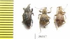 Curculionidae sp.  Indonesia, Papua - INSECTS-STORE.RU