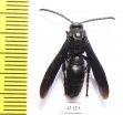 Scoliidae sp.  South Africa Rep. - INSECTS-STORE.RU