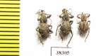Curculionidae sp.  Indonesia, Papua - INSECTS-STORE.RU