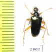 Gaurotes cyanipennis  Canada - INSECTS-STORE.RU