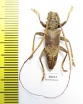Acalolepta sp.  Indonesia, Papua - INSECTS-STORE.RU