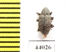 Curculionidae sp.  Pakistan - INSECTS-STORE.RU