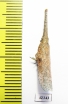 Homoptera sp.  South Africa Rep. - INSECTS-STORE.RU