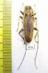 Acalolepta sp.  Indonesia, Papua - INSECTS-STORE.RU