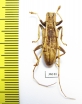 Acalolepta sp.  Indonesia, Papua - INSECTS-STORE.RU