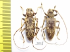 Acalolepta sp.  Indonesia, Papua - INSECTS-STORE.RU