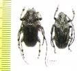 Cerambycidae sp.  China, Guangxi prov. - INSECTS-STORE.RU