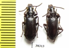 Carabidae sp.  Ecuador - INSECTS-STORE.RU