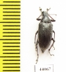Curculionidae sp.  Cuba - INSECTS-STORE.RU