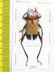 Euryclelia cardinalis  Malaysia - INSECTS-STORE.RU