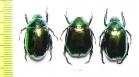 Rutelinae sp.  China, Yunnan prov. - INSECTS-STORE.RU