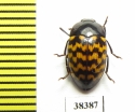 Erotylidae sp.  Ecuador - INSECTS-STORE.RU