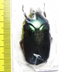 Agestrata orichalca  Thailand - INSECTS-STORE.RU