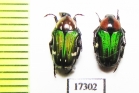 Leucocelis sp.  Namibia - INSECTS-STORE.RU