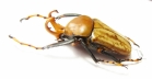 Platynocephalus miyashitai  Thailand - INSECTS-STORE.RU
