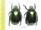 Rutelinae sp.  Myanmar - INSECTS-STORE.RU