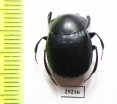 Deltochilum aequinoctiale  Ecuador - INSECTS-STORE.RU