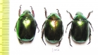 Rutelinae sp.  Myanmar - INSECTS-STORE.RU