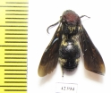 Mutillidae sp.  South Africa Rep. - INSECTS-STORE.RU