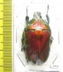 Torynorrhina flammea  Thailand - INSECTS-STORE.RU