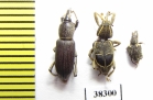 Curculionidae sp.  Ecuador - INSECTS-STORE.RU