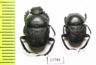 Gymnopleurus sp.  Namibia - INSECTS-STORE.RU