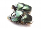 Proagoderus mouhoti, pair  Thailand - INSECTS-STORE.RU