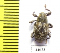 Curculionidae sp.  Ecuador - INSECTS-STORE.RU