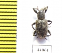 Curculionidae sp.  Ecuador - INSECTS-STORE.RU