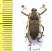 Curculionidae sp.  Peru - INSECTS-STORE.RU