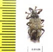 Curculionidae sp.  Colombia - INSECTS-STORE.RU