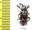 Curculionidae sp.  Colombia - INSECTS-STORE.RU