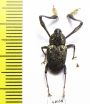 Curculionidae sp.  Bolivia - INSECTS-STORE.RU