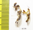 Mantispidae sp.  South Africa Rep. - INSECTS-STORE.RU