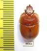 Bolborhinum nasutum  Chile - INSECTS-STORE.RU