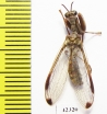 Mantispidae sp.  South Africa Rep. - INSECTS-STORE.RU